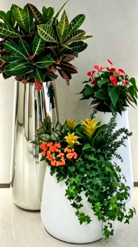 余姚花卉店-杭州湾绿色植物租用-宁波室内花木租赁-北仑花木租摆网店